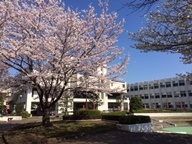 31日キャンパス内のソメイヨシノは満開となりました。